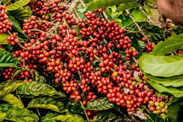 Café Arábica