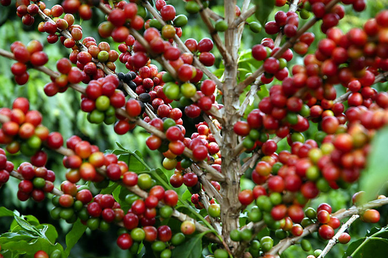 Xícara de café