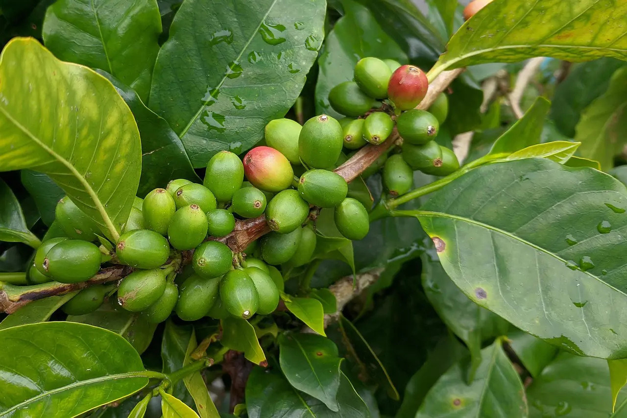 Café Libérica