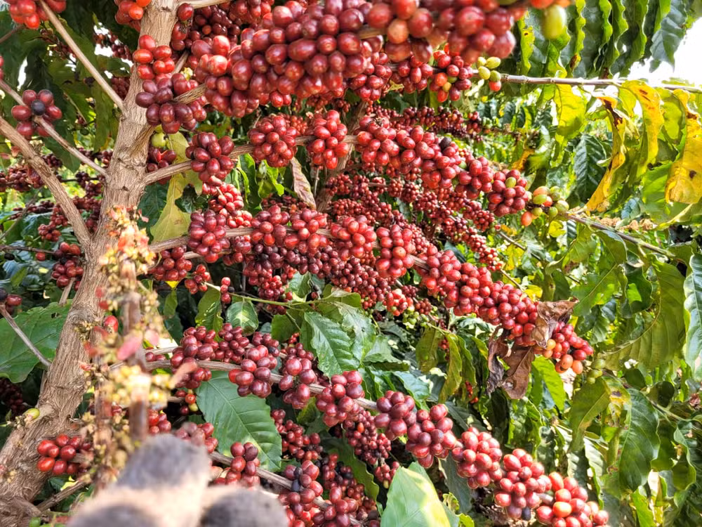 Café Robusta